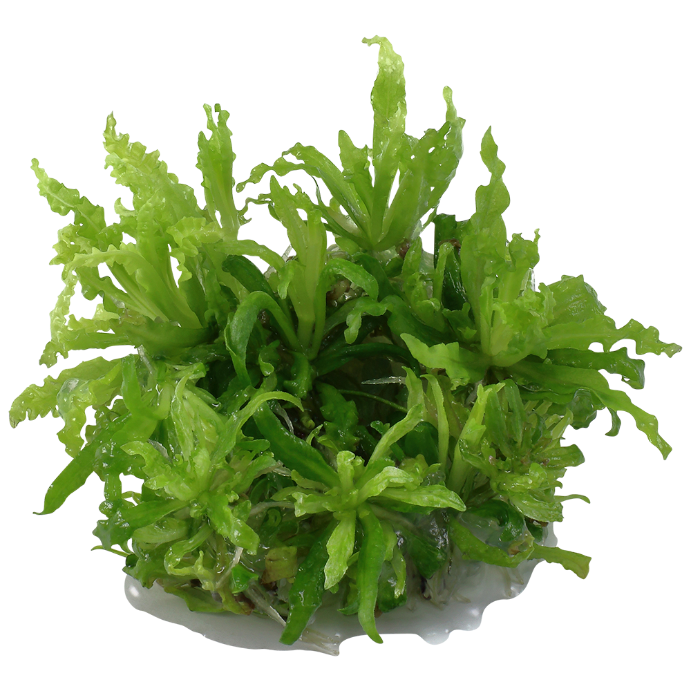 Pogostemon helferi