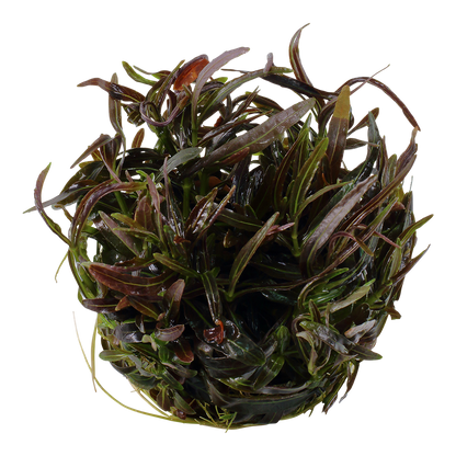 Hygrophila lancea 'Araguaia'