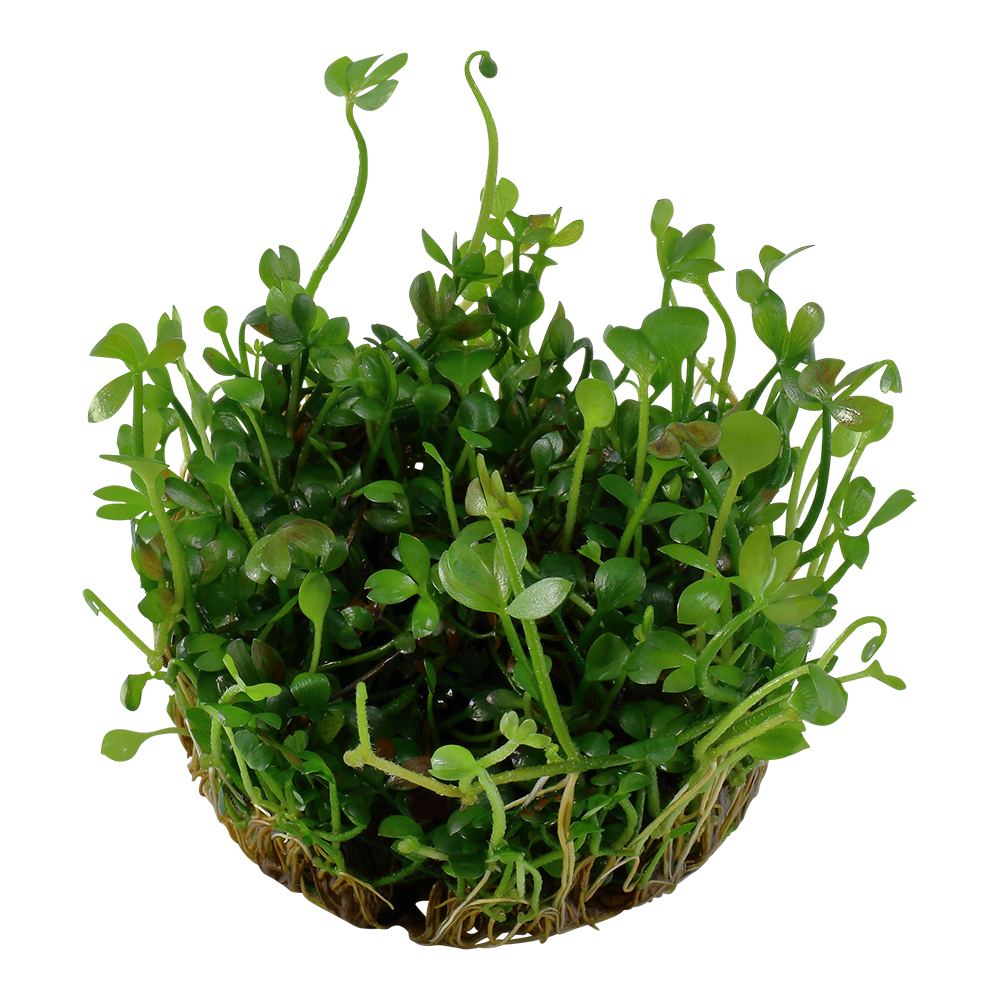 Marsilea hirsuta