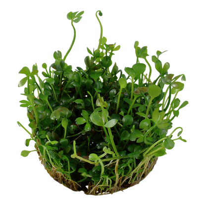 Marsilea hirsuta