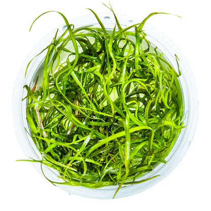 Sagittaria subulata 'Needle Leaf'