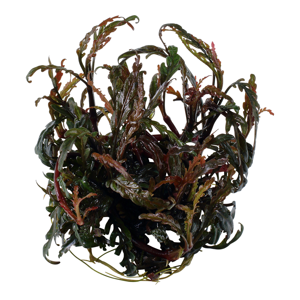 Hygrophila pinnatifida