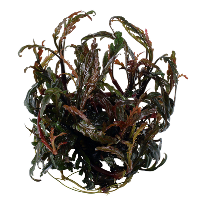 Hygrophila pinnatifida
