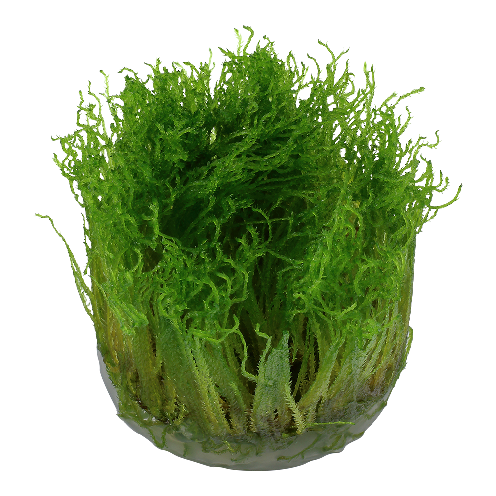 Taxiphyllum sp. 'Spiky Moss'
