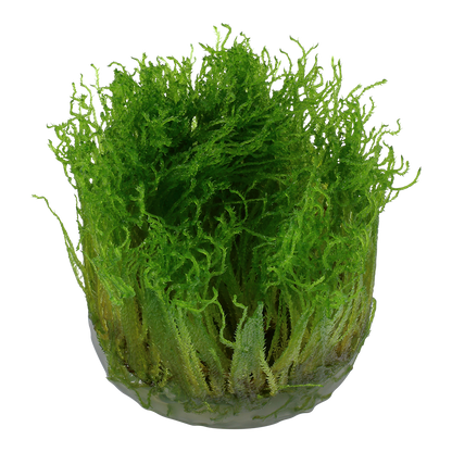 Taxiphyllum sp. 'Spiky Moss'