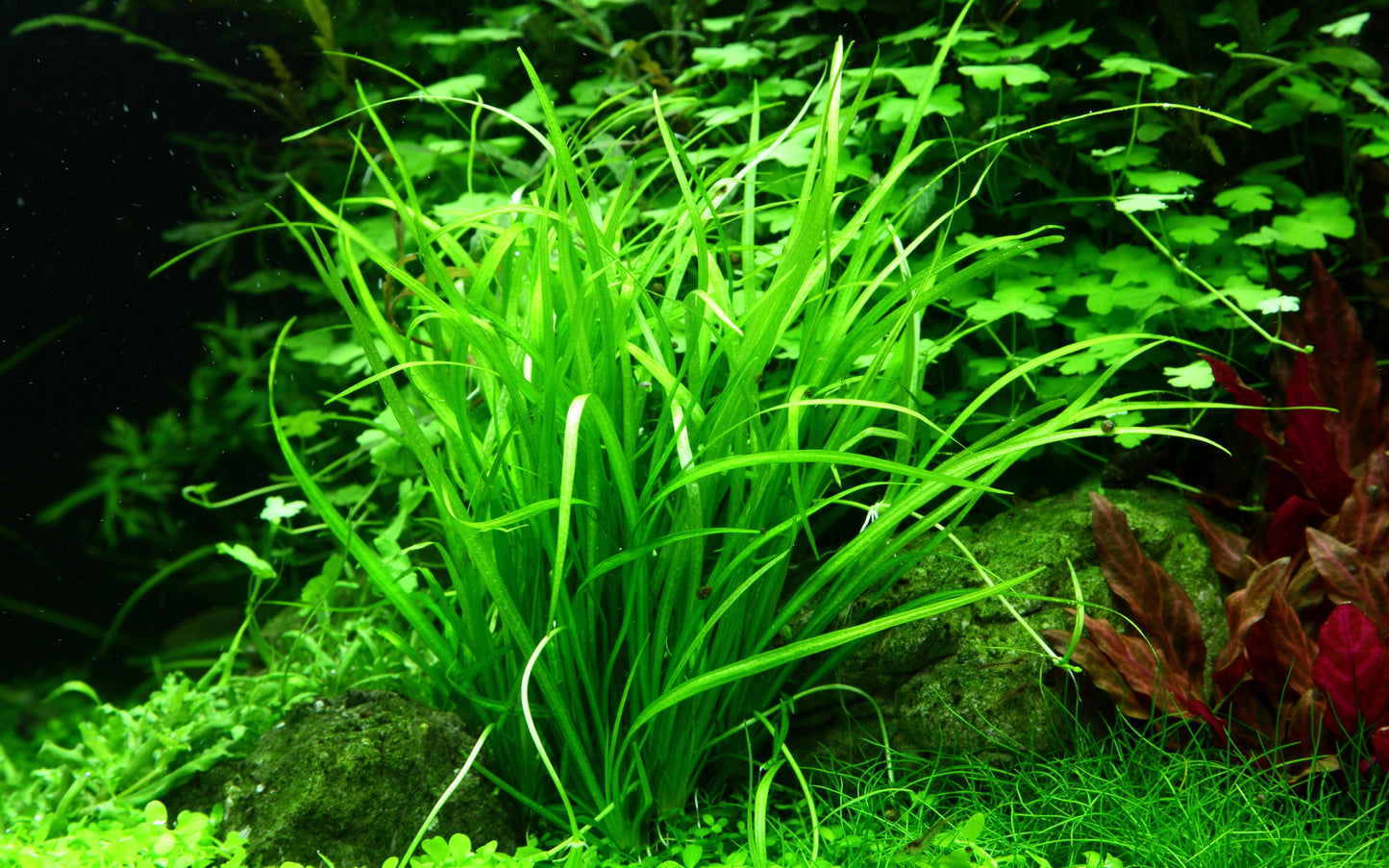 Helanthium tennellum 'Green'