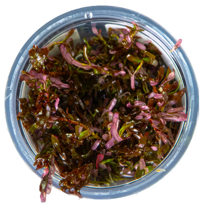 Rotala rotundifolia 'Blood Red'
