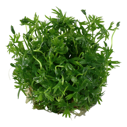Ranunculus inundatus