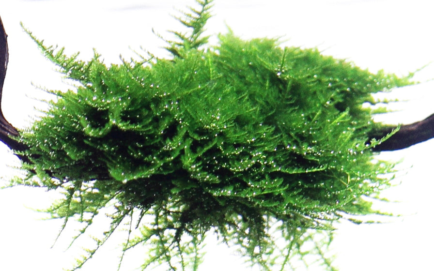 Vesicularia montagnei 'Christmas Moss'