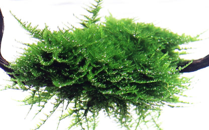 Vesicularia montagnei 'Christmas Moss'