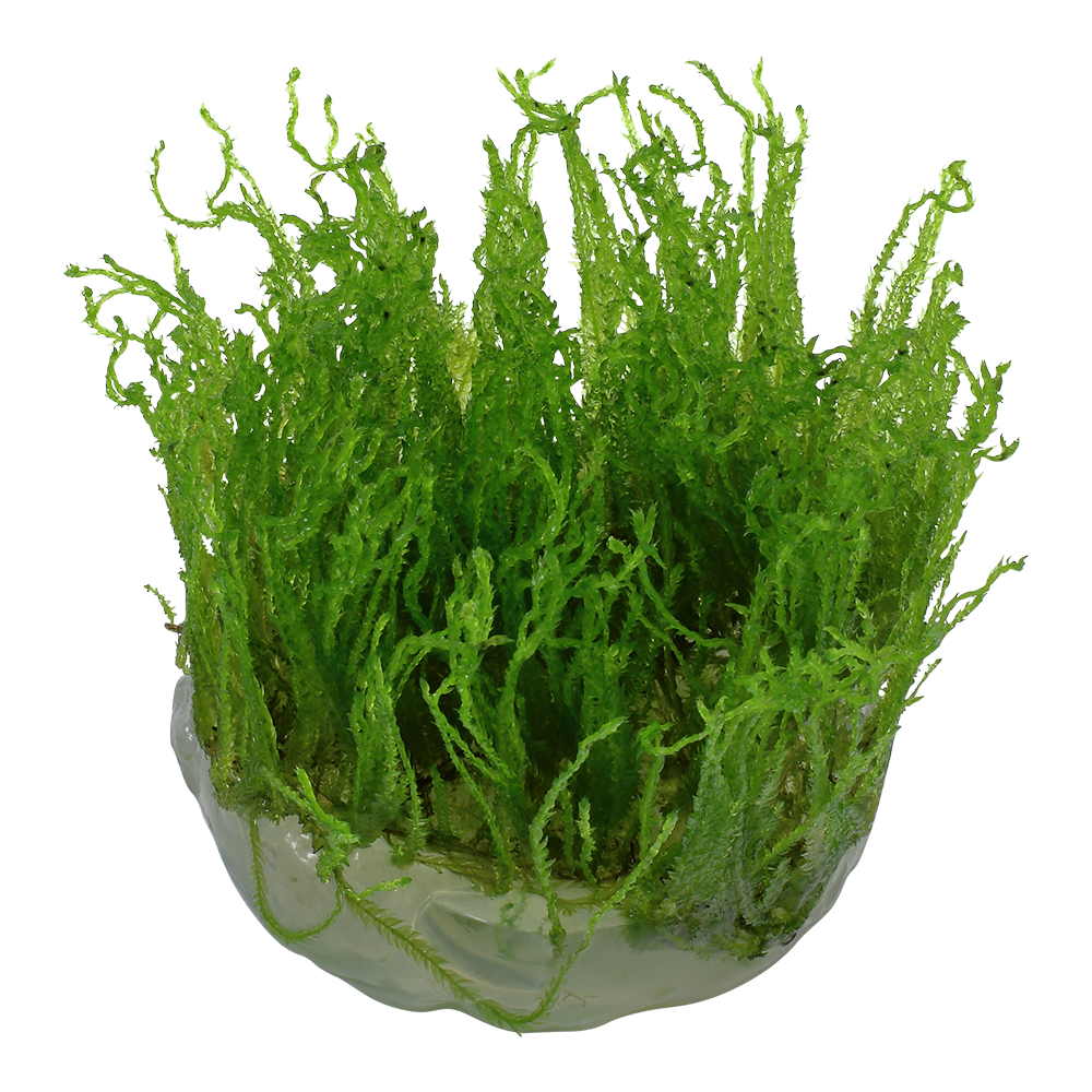 Taxiphyllum alternans 'Taiwan Moss'