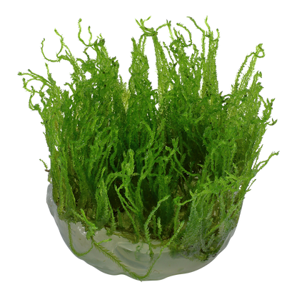 Taxiphyllum alternans 'Taiwan Moss'