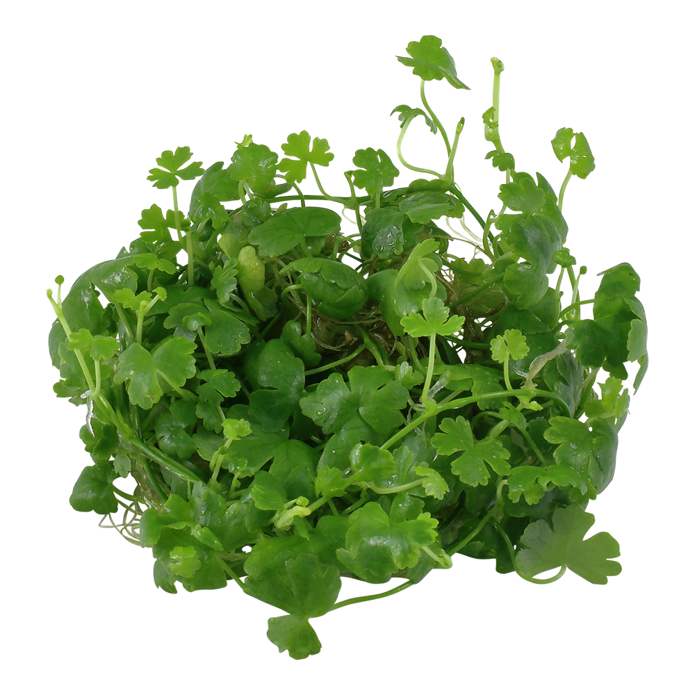 Hydrocotyle tripartita