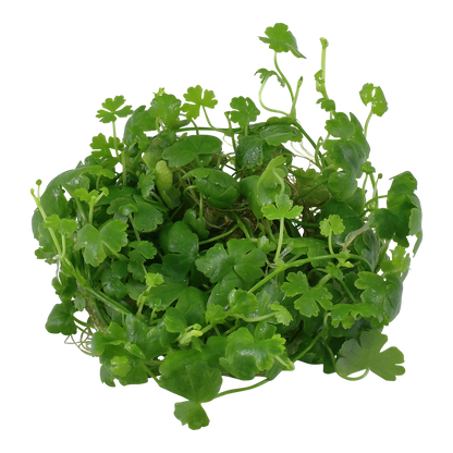 Hydrocotyle tripartita
