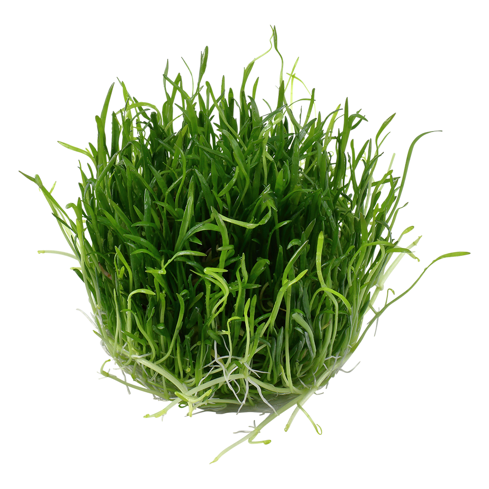 Lilaeopsis brasiliensis