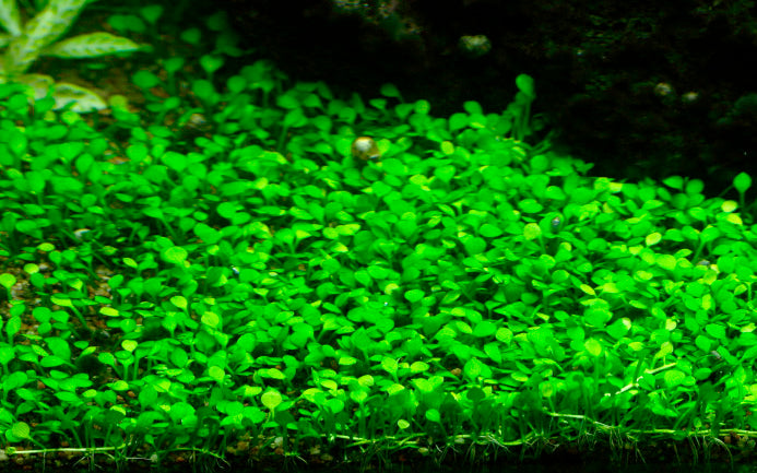 Marsilea minuta