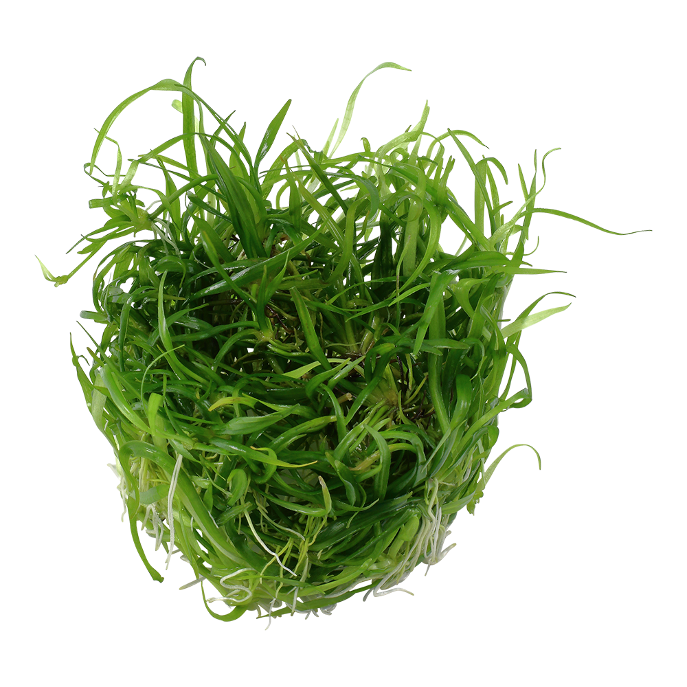 Helanthium tennellum 'Green'