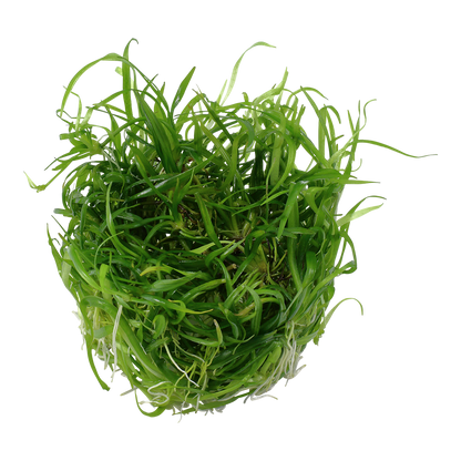 Helanthium tennellum 'Green'