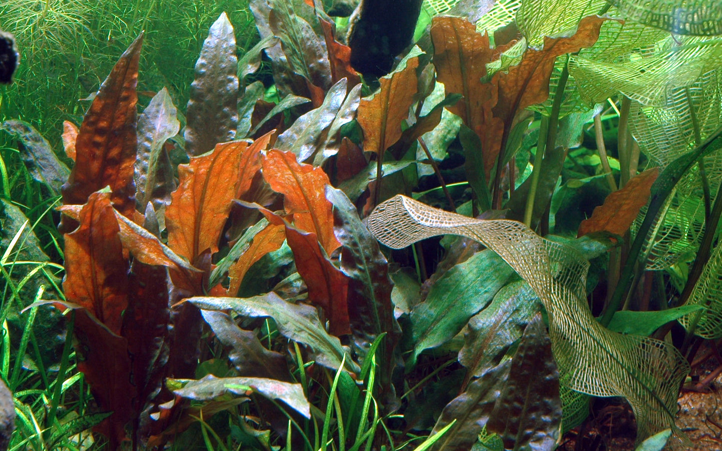 Cryptocoryne wendtii 'Mi Oya'