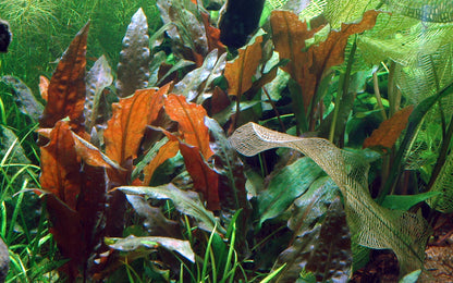 Cryptocoryne wendtii 'Mi Oya'