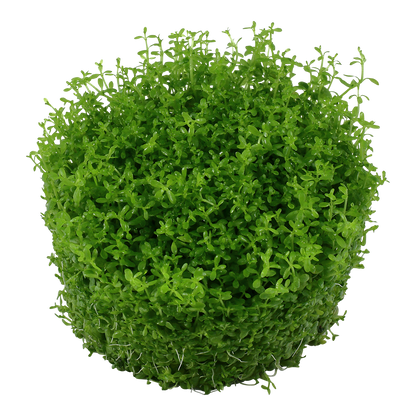 Micanthemum callitrichoides 'Cuba'