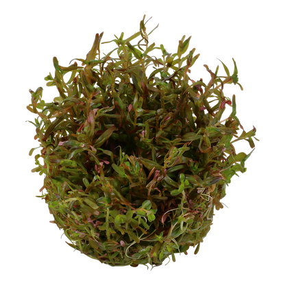 Rotala rotundifolia 'H'ra'