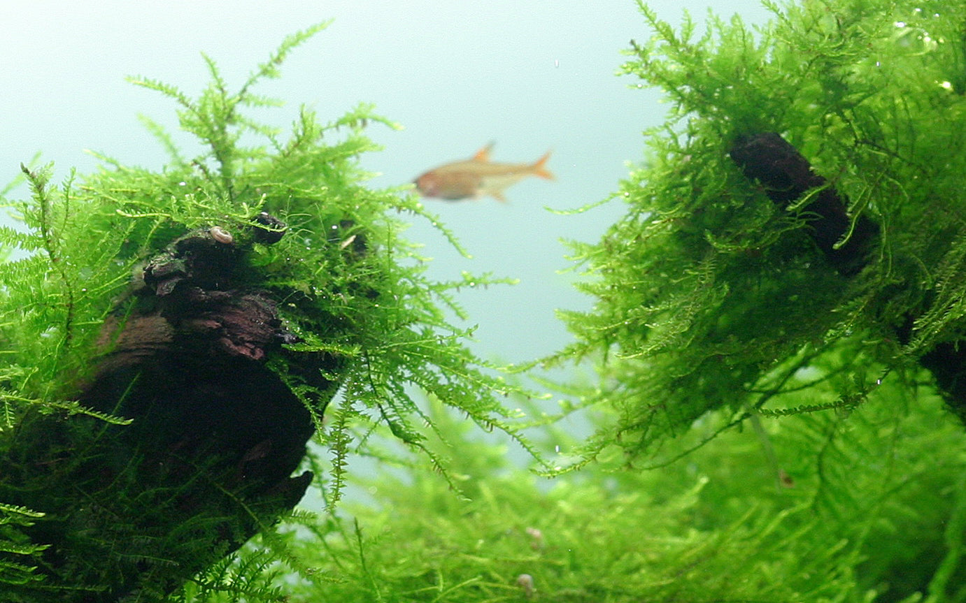 Taxiphyllum barbieri 'Bogor Moss'
