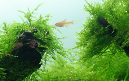 Taxiphyllum barbieri 'Bogor Moss'