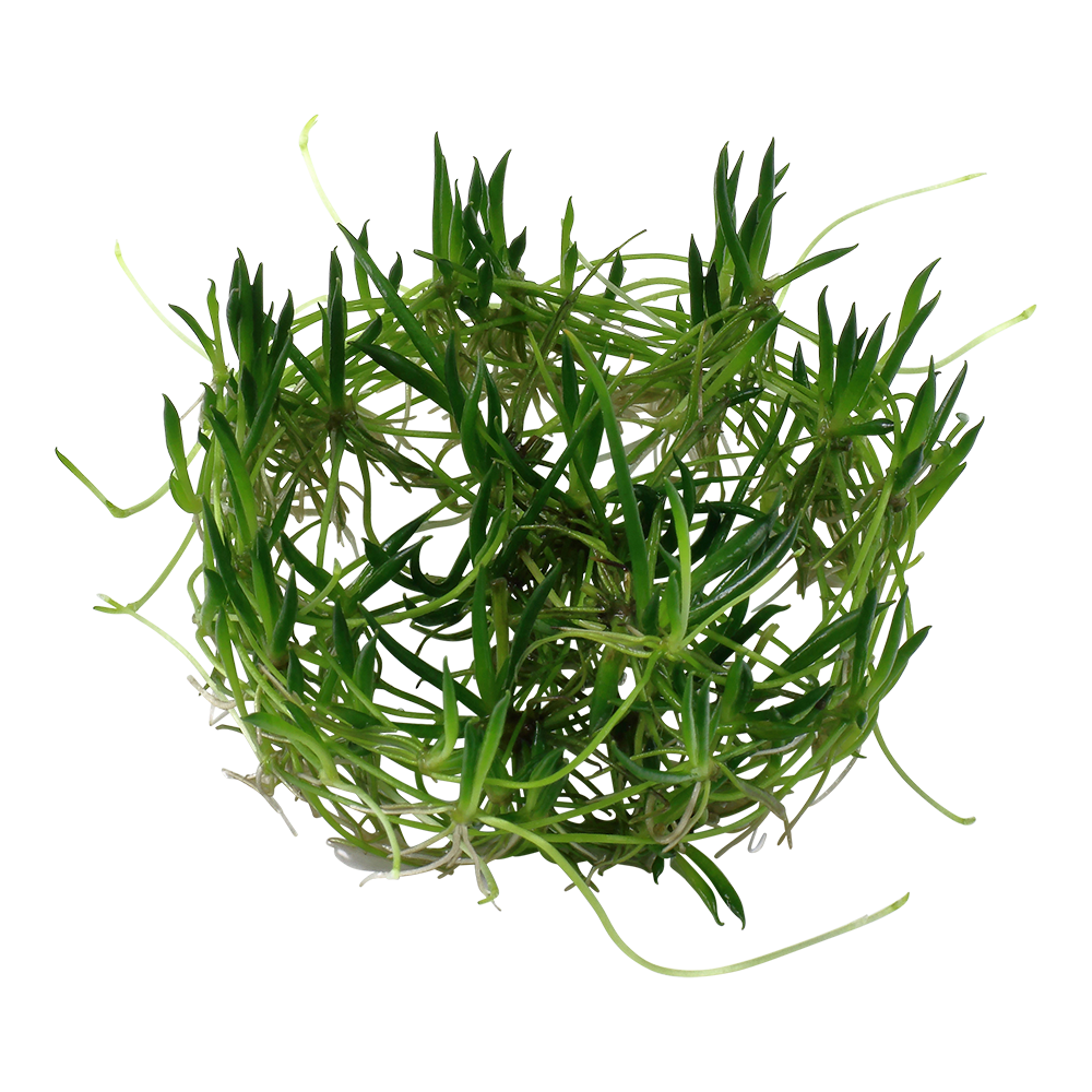 Littorella uniflora