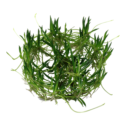 Littorella uniflora