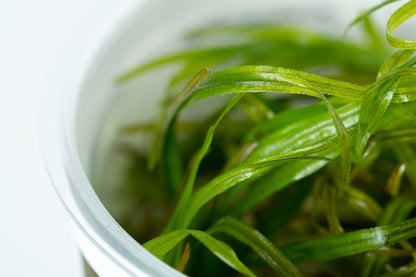 Blyxa japonica
