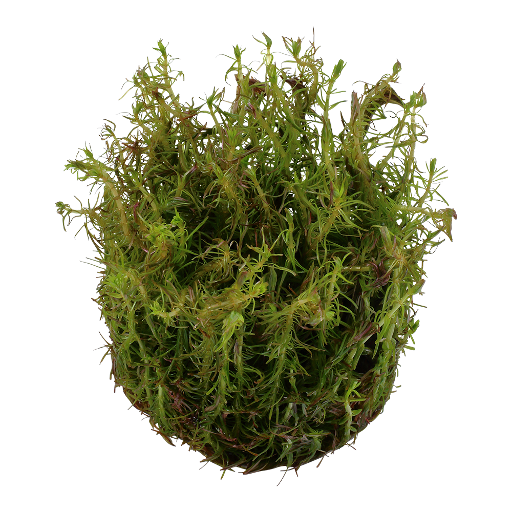 Rotala wallichii