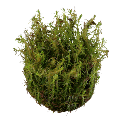 Rotala wallichii