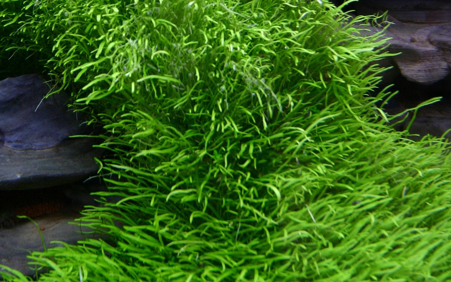 Utricularia graminifolia