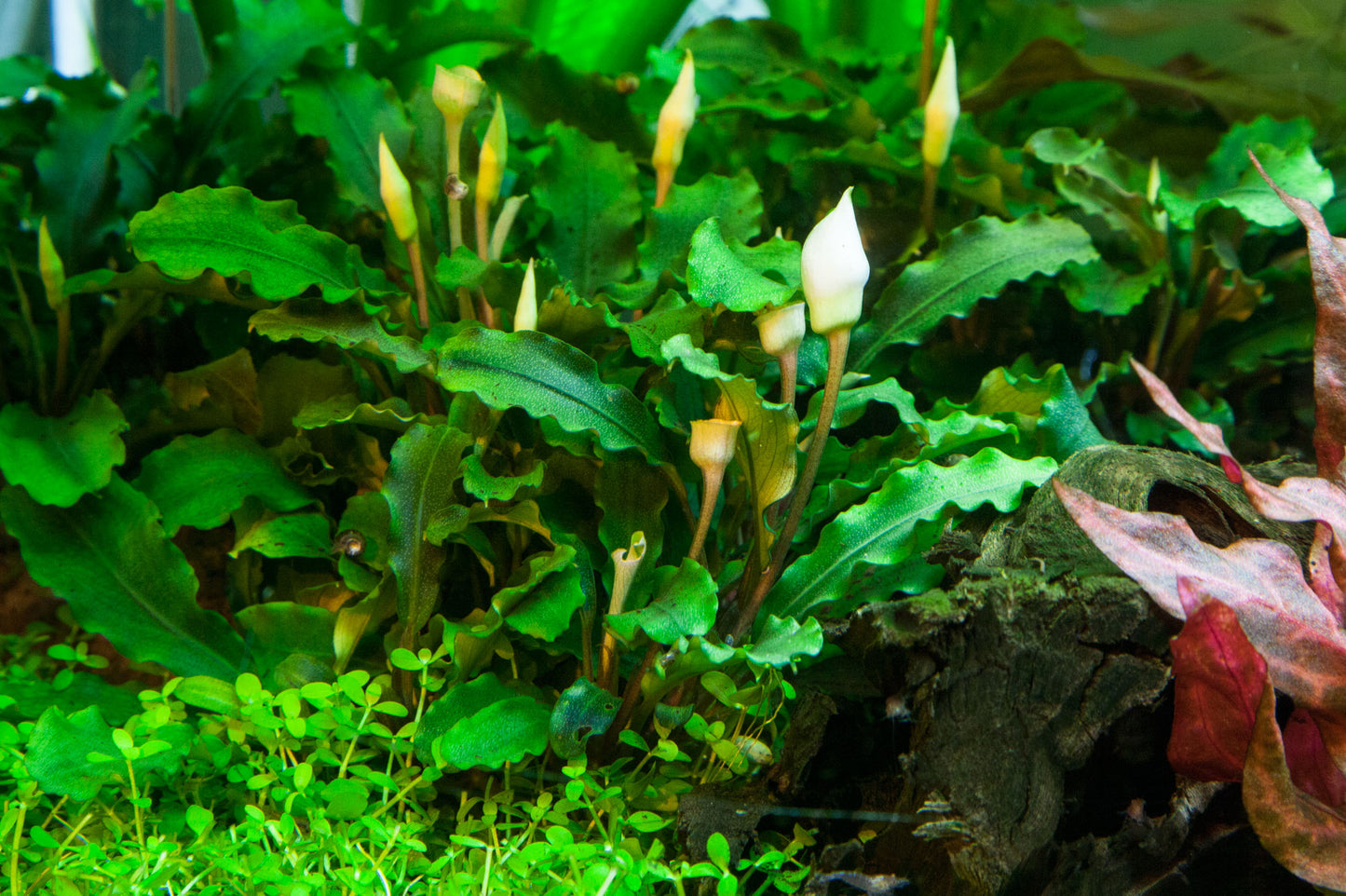 Bucephalandra pygmaea 'Bukit Kelam'