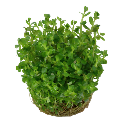 Rotala indica 'Bonsai'