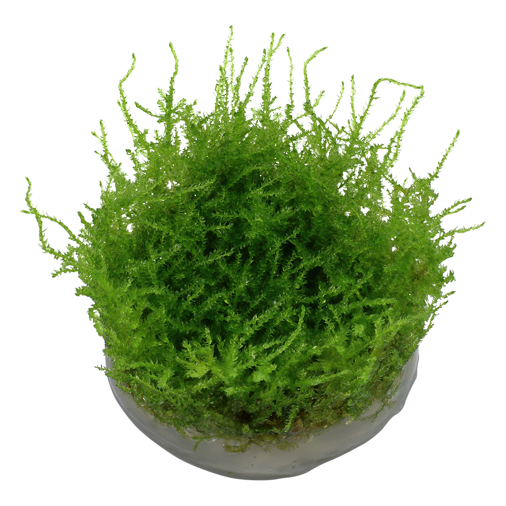 Vesicularia montagnei 'Christmas Moss'