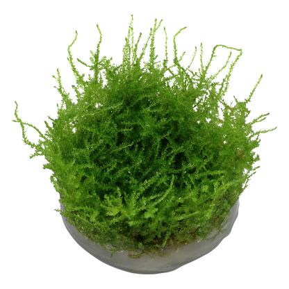 Vesicularia montagnei 'Christmas Moss'