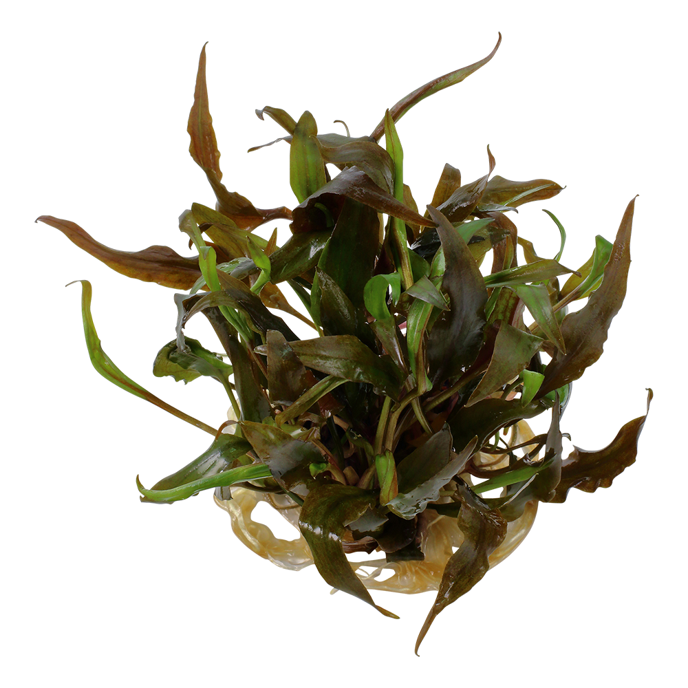 Cryptocoryne undulatus 'Broad Leaf'