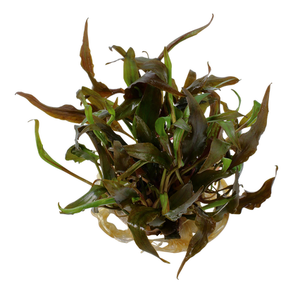 Cryptocoryne undulatus 'Broad Leaf'