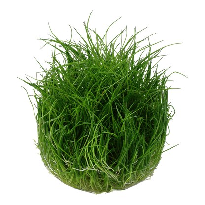 Eleocharis pusilla 'Mini'