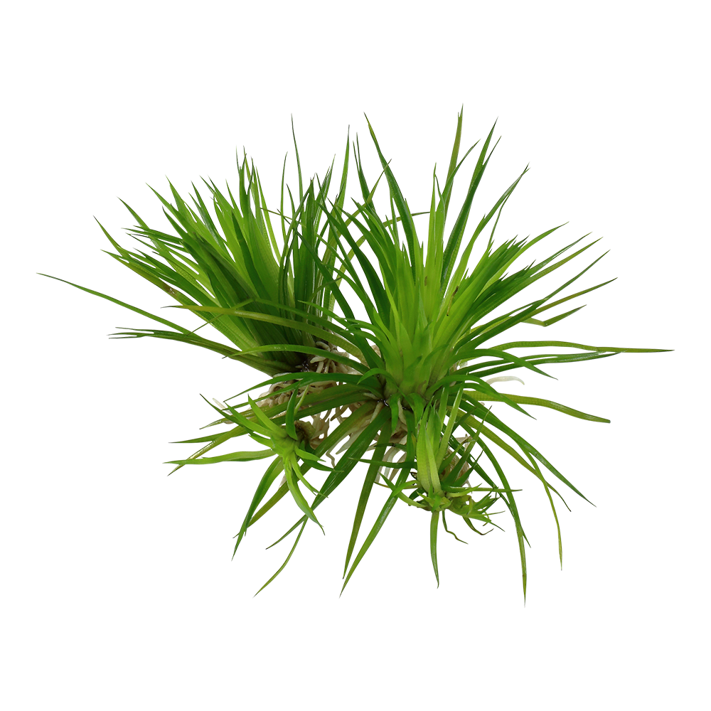 Eriocaulon cinereum