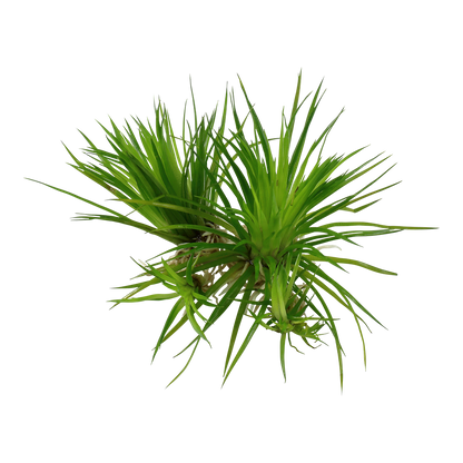 Eriocaulon cinereum
