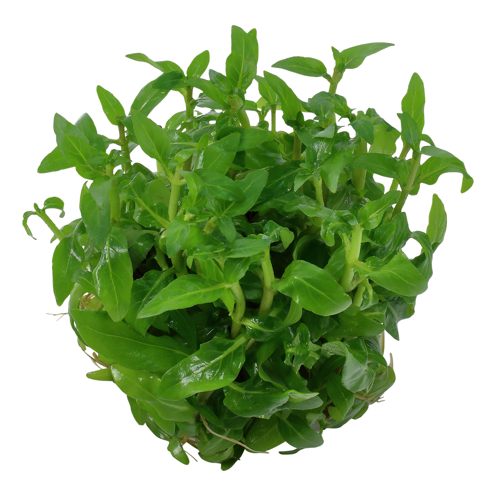 Staurogyne repens