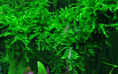 Vesicularia ferriei 'Weeping Moss'