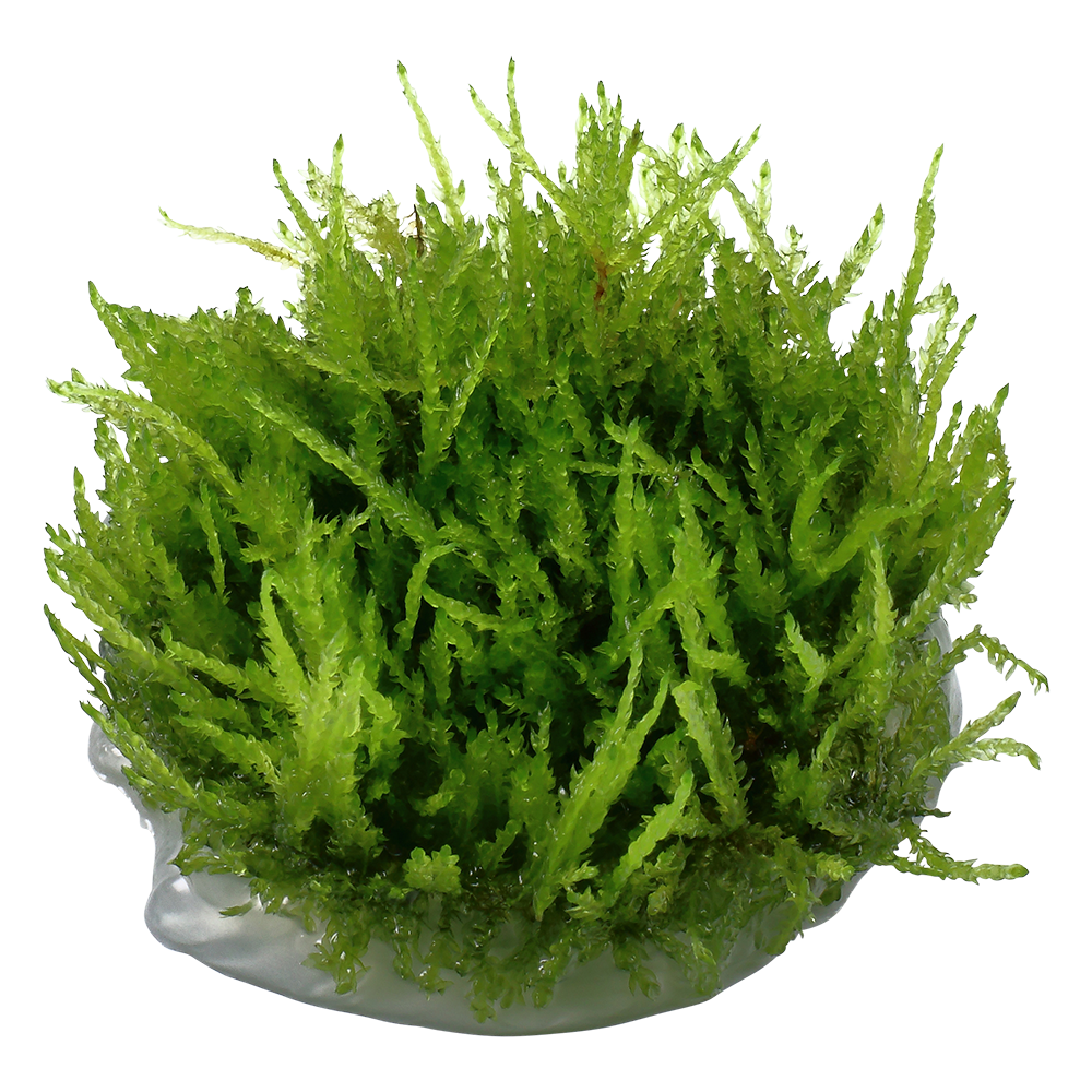 Vesicularia ferriei 'Weeping Moss'