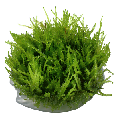 Vesicularia ferriei 'Weeping Moss'