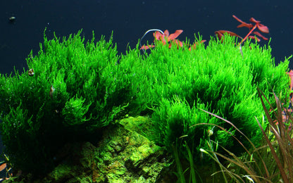 Taxiphyllum sp. 'Flame Moss'
