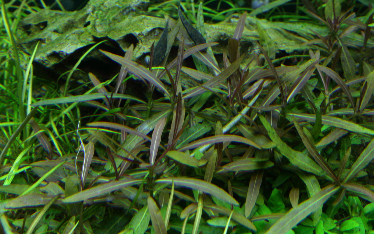 Hygrophila lancea 'Araguaia'