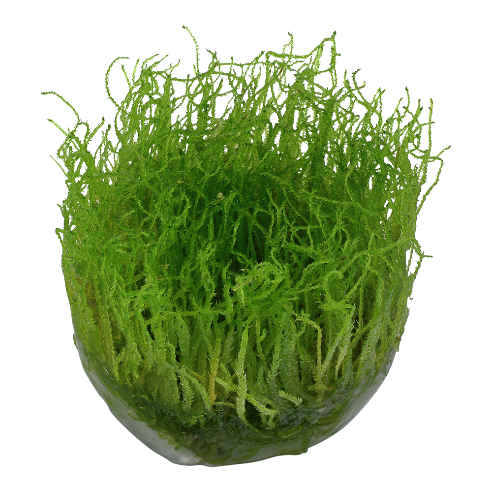 Taxiphyllum barbieri 'Bogor Moss'